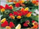 Hạt giống Ớt kiểng Ornamental Pepper FPEP001 Sunshine gói 20 hạt mới